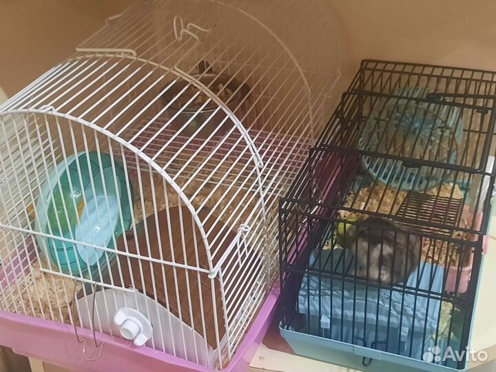 Клетка для джунгарского хомяка
