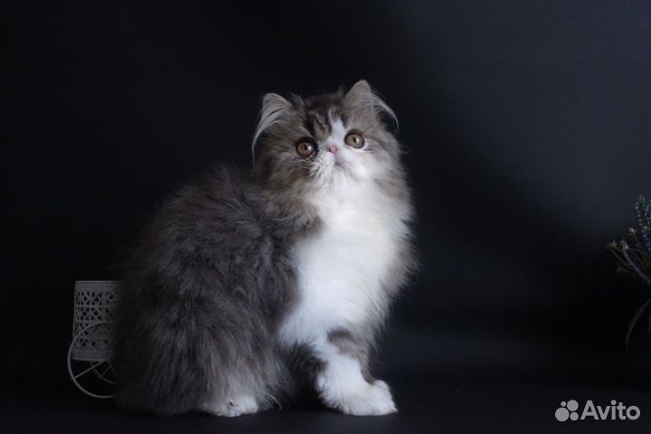 Персидский котик-енотик