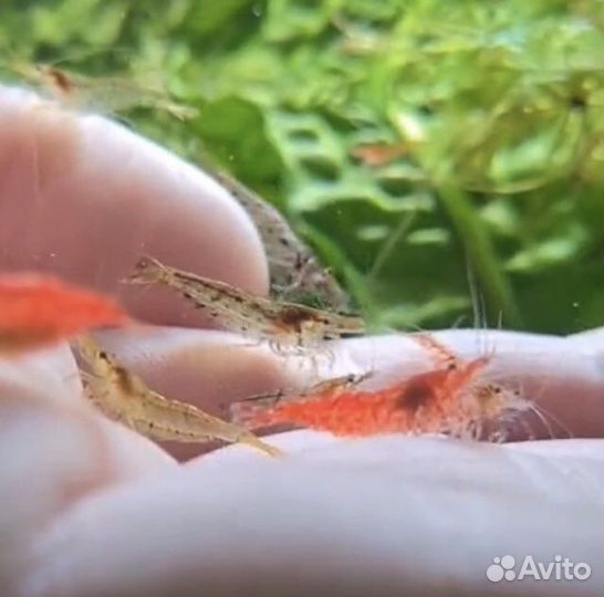 Аквариумные креветки