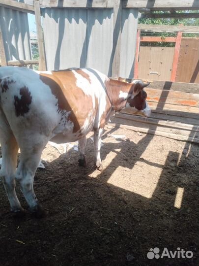 Телка стельная