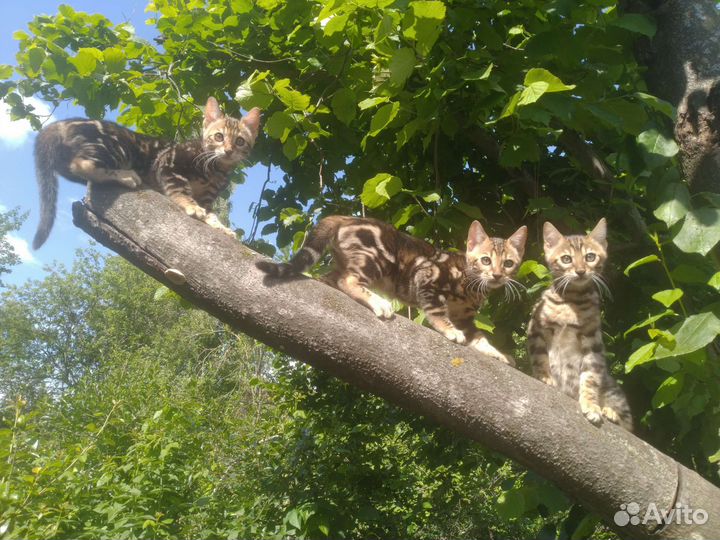 Котёнок с окрасом мрамор