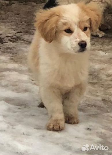 Щенки в добрые руки