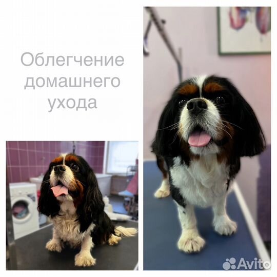 Стрижка, груминг вашего питомца (поиск моделей)