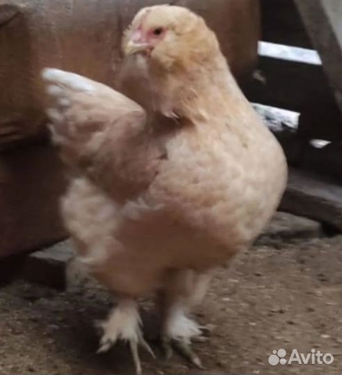 Инкубационные яйца куриные