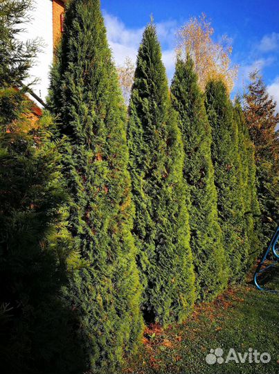 Туя из питомника