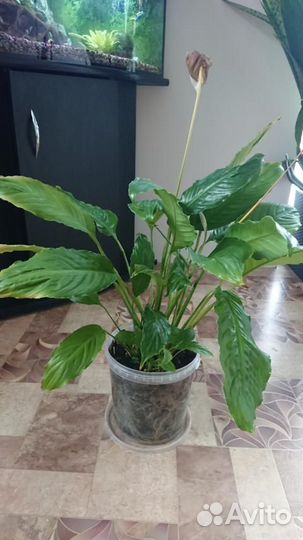 Комнатные домашние растения