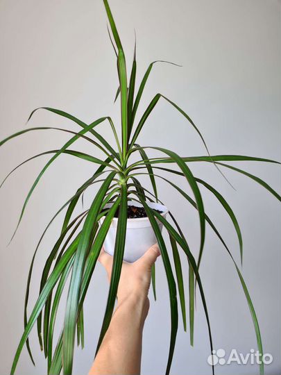 Пальма драцена