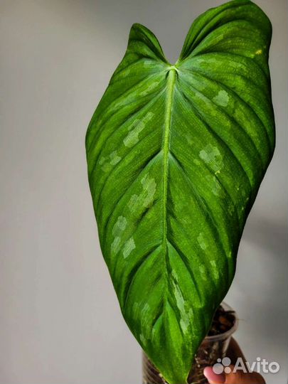 Филодендроны из личной коллекции