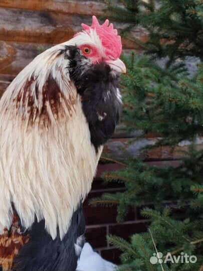 Цыплята фавероль,лакеданзи