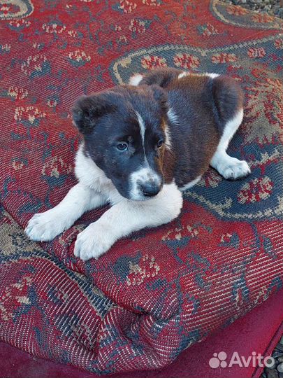 Щенки алабая чистокровные