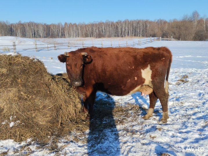 Коровы нетели