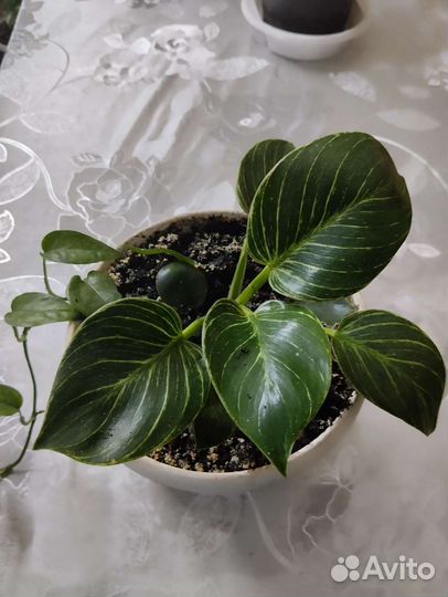 Антуриум пеларгония касандра