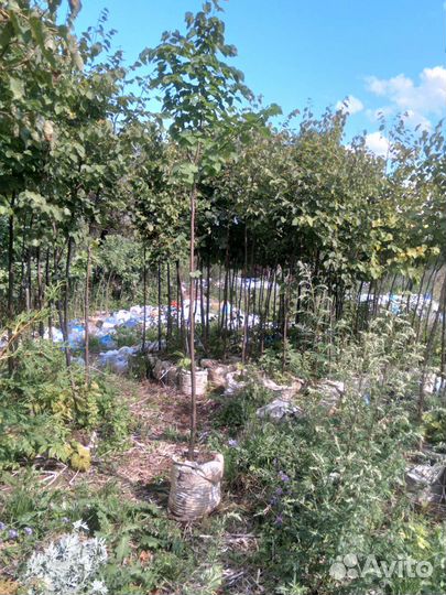 Сеянцы и саженцы