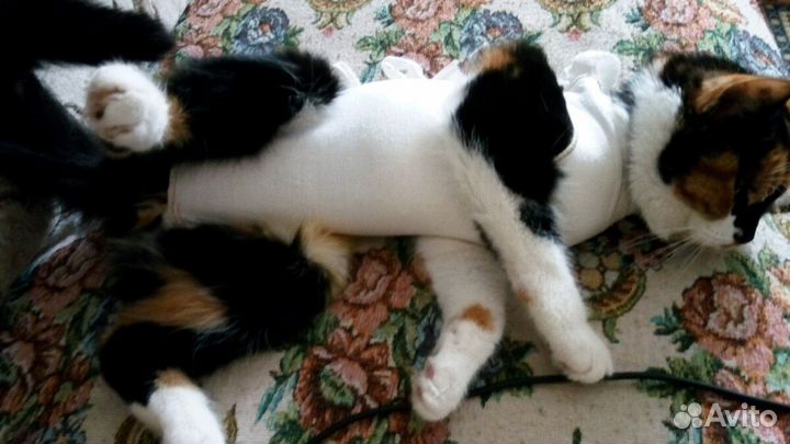 Попона для кошки послеоперационная