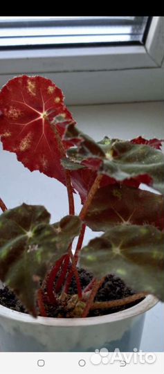 Бегония тигровая