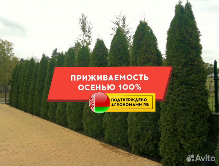 Туя западная Смарагд