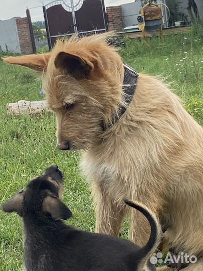 Собака щенки в добрые руки
