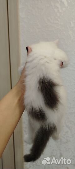 Кошечка в добрые руки