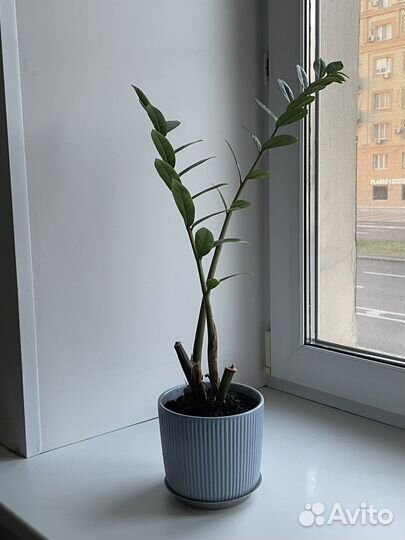 Замиокулькас до 07.08