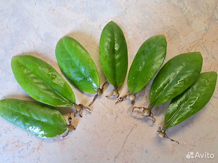 Замиокулькас