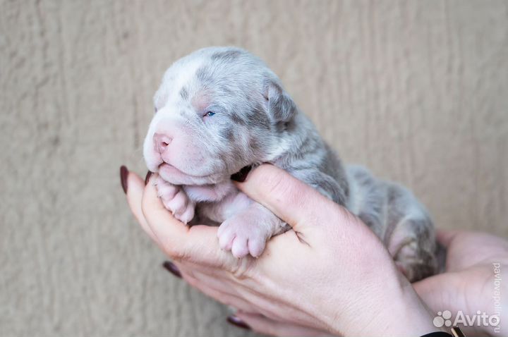 Американский булли покет