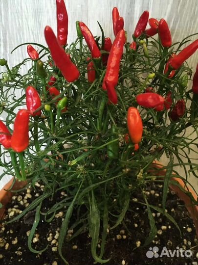 Рассада Candlelight mutant