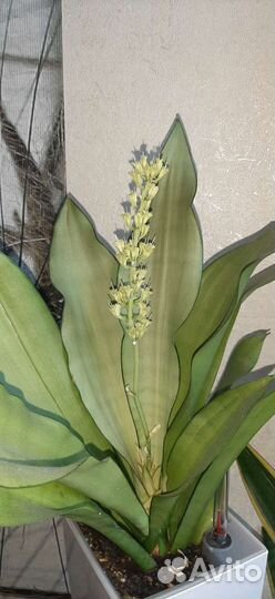 Moonshine.Сансевиерия Муншайн (