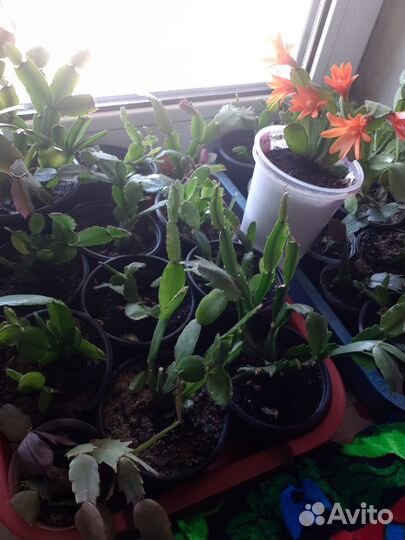 Декабристы