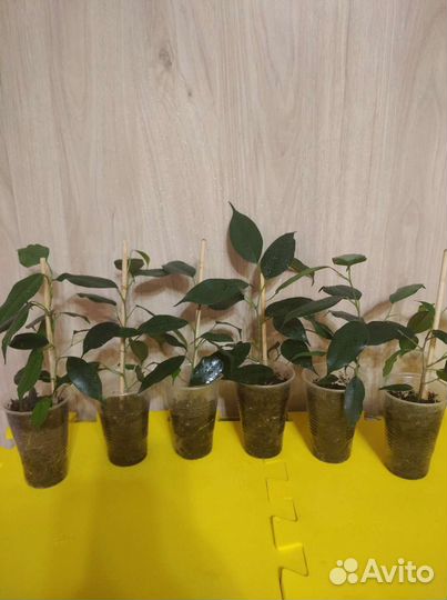 Фикус Бенжамин(отростки)