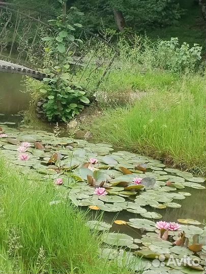 Ретрит в Сочи, терапия текущего момента