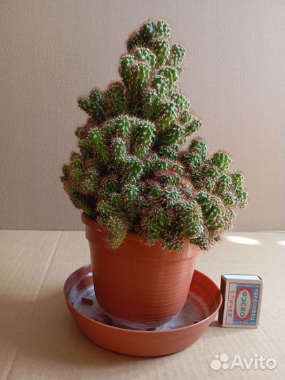 Продаю кактус цереус перуанский