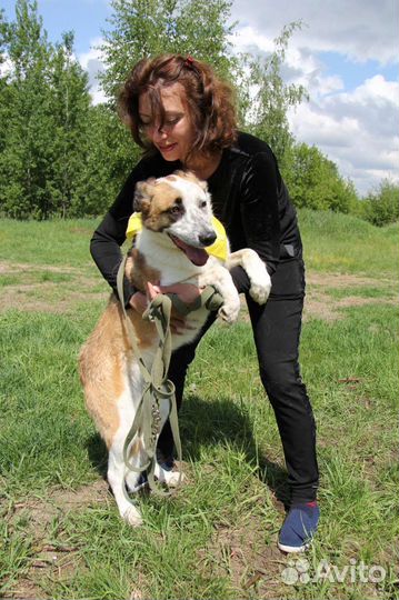 Молодая собака ищет дом