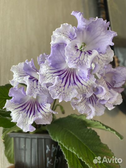 Стрептокарпусы