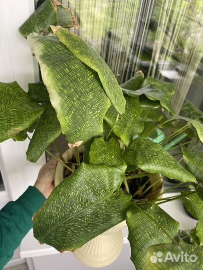 Комнатные растения