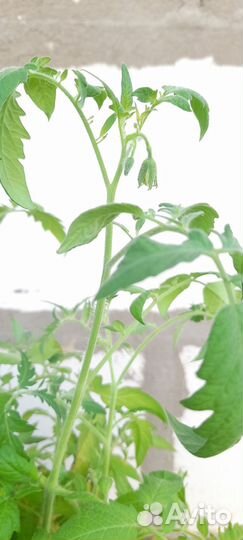 Рассада томатов