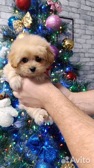 Щенки Pomapoo(помапу)