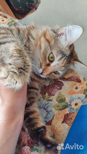 Кошечка Верочка