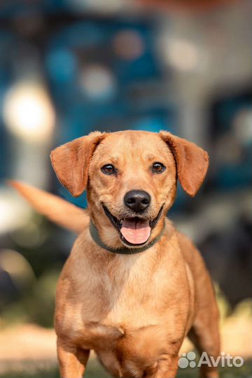 Малыш Ингар в добрые руки