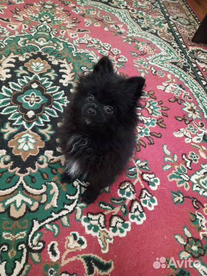 Продам щенка шпица