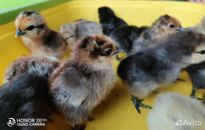 Яйцо цыпленок Лакеданзи Люйкеданьцзи