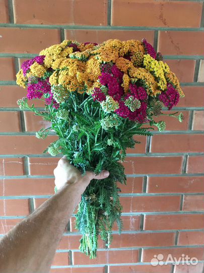 Тысячелистник