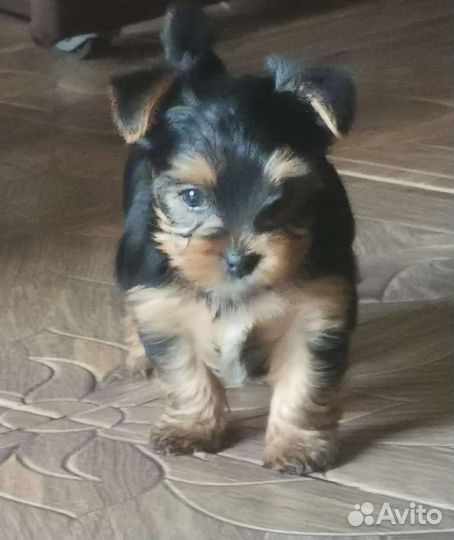 Йоркширский терьер щенки стандарт