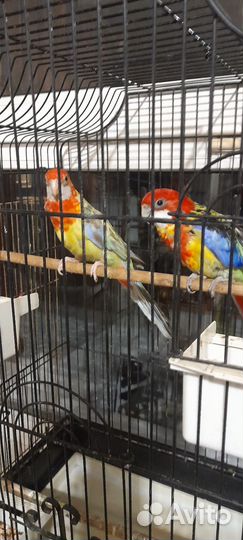 Попугайчик розелла девочка