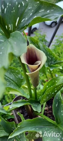 Луковицы каллы