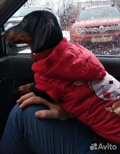 Кофта для собак мелких пород