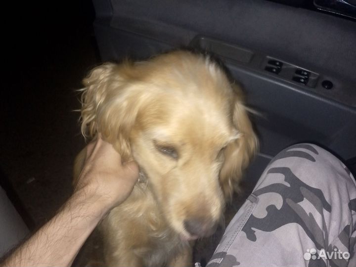 Найдена собака