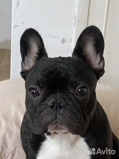 Вязка французский бульдог мальчик