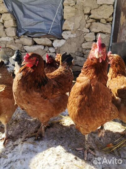 Домашние куриные яйца