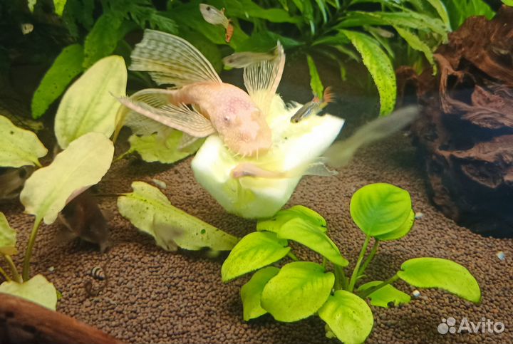 Анциструс ред, анциструс вуалевый