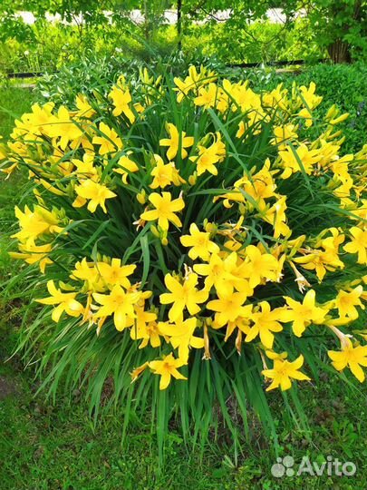 Многолетники, почвопокрывные, саженцы